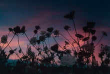 Load image into Gallery viewer, Queen Anne&#39;s Lace
